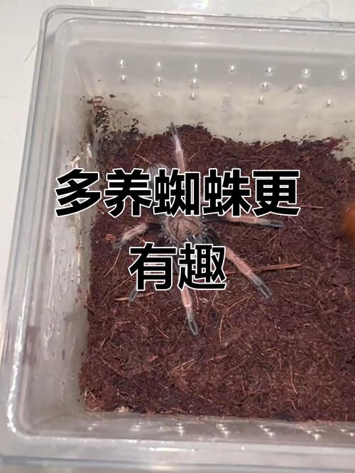 《蜘蛛池养殖方法视频走红网络 专家提醒:切勿盲目跟风养殖》