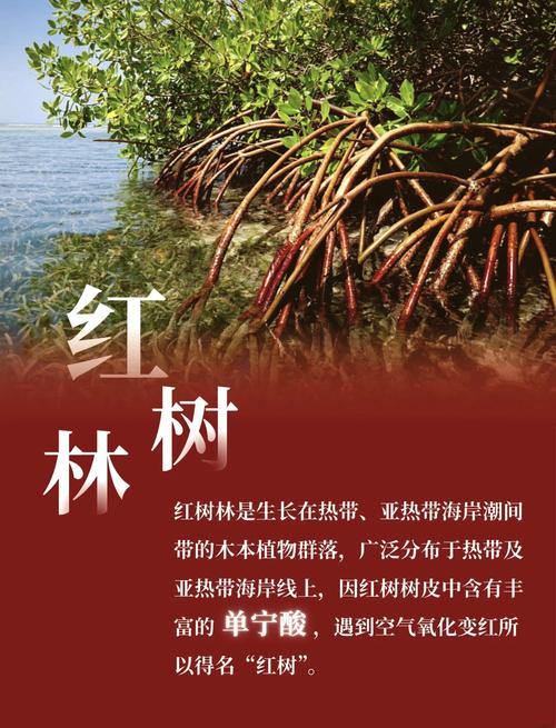 红树林为何不红?名字背后藏千年生态奥秘