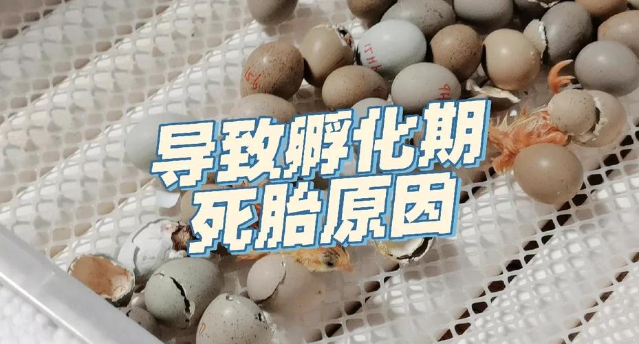 多因素致悲剧:染色体异常、母体感染、胎盘病变成死胎主因