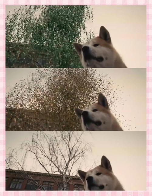 忠犬八公下载 - 感人至深的经典催泪电影高清在线观看