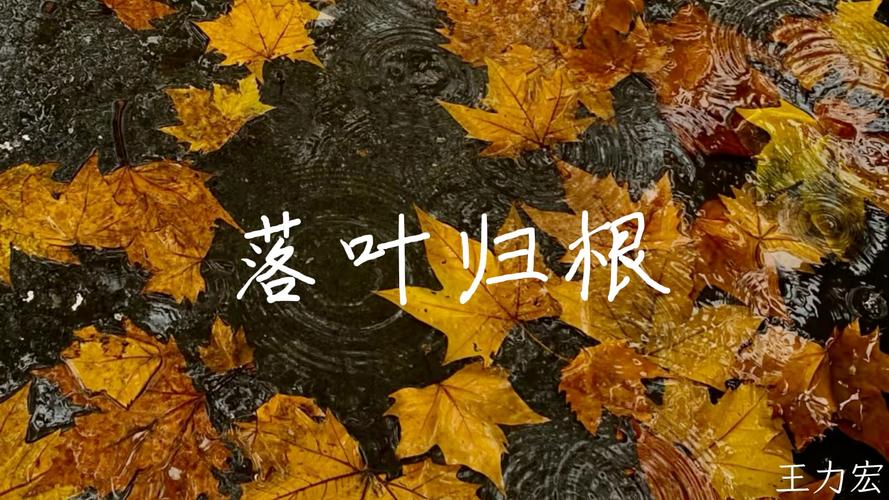 落叶归根下载-高清完整版免费在线观看