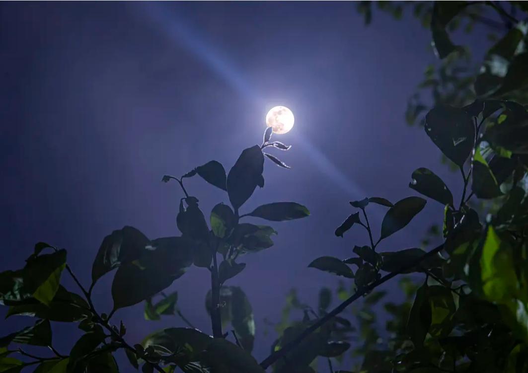 活着txt下载 | 余华经典小说电子书资源
