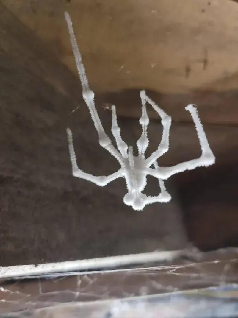自建蜘蛛池寄生虫泛滥成灾：隐蔽网络背后的黑色产业链调查