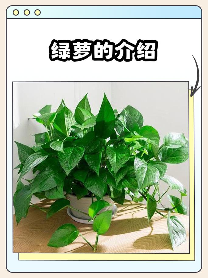 探索|绿萝缘何被称“鬼花”?民间传说与植物学解密