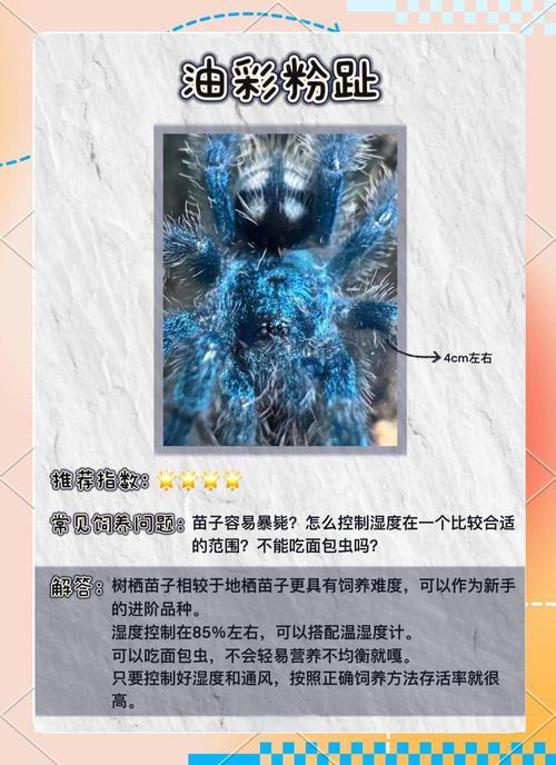 养蜘蛛池需要注意哪些?这几点没做好小心前功尽弃