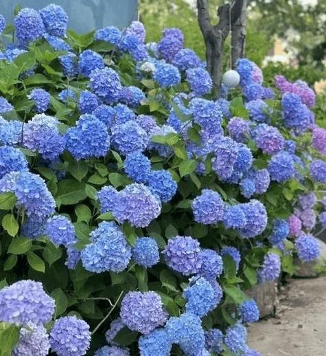 绣球花别名“死人花”,背后真相令人惊叹