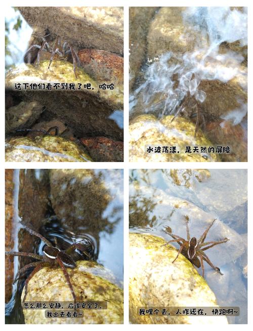 搜外蜘蛛池有用吗?实测效果与风险分析