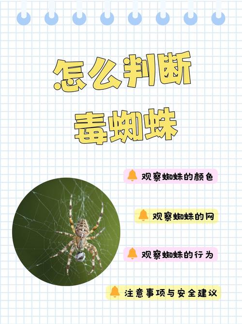 怎么引蜘蛛到蜘蛛池?3个实操方法让搜索引擎蜘蛛主动爬取
