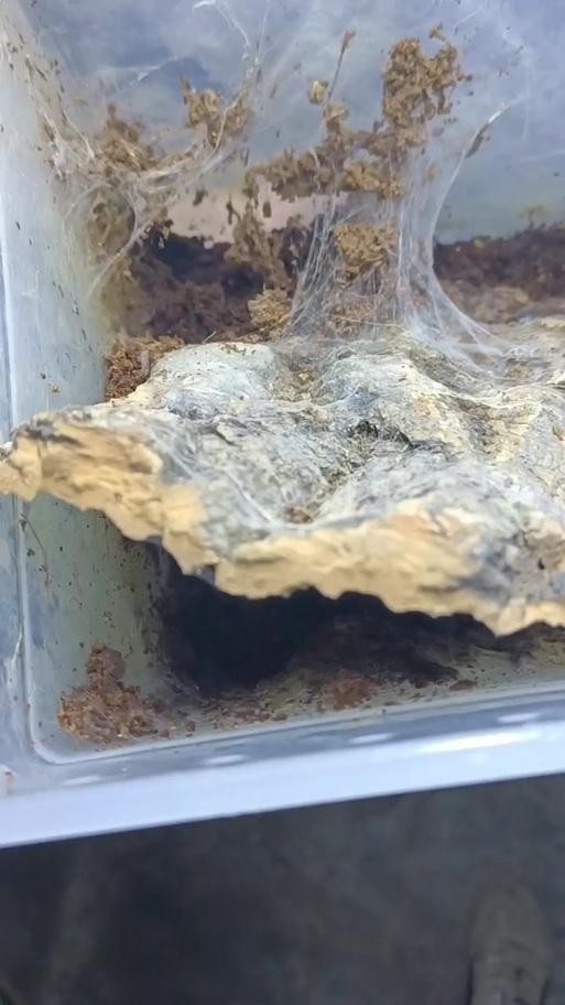 自建蜘蛛池寄生虫泛滥：隐蔽网络黑产链曝光，百万级流量劫持如何防？