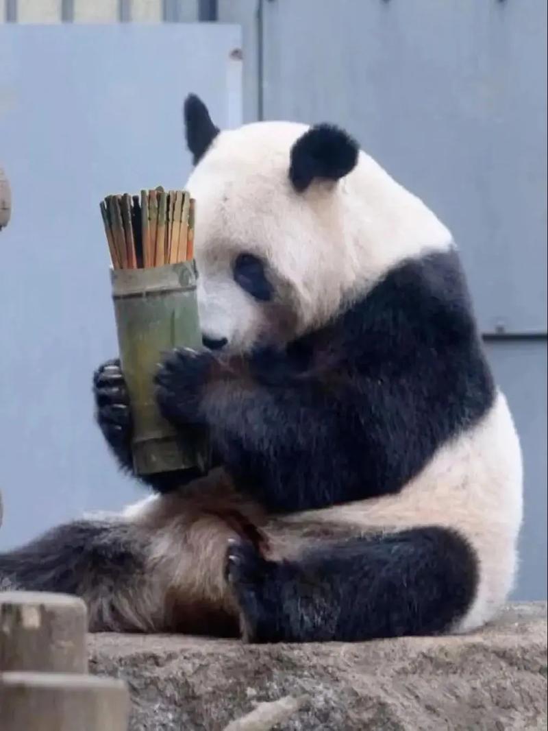 熊猫烧香病毒样本下载_历史经典蠕虫病毒文件