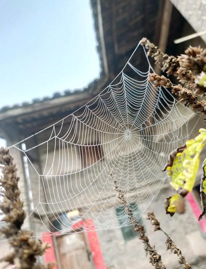 搜狗蜘蛛池百度贴吧引流乱象调查：灰色产业链背后的流量焦虑