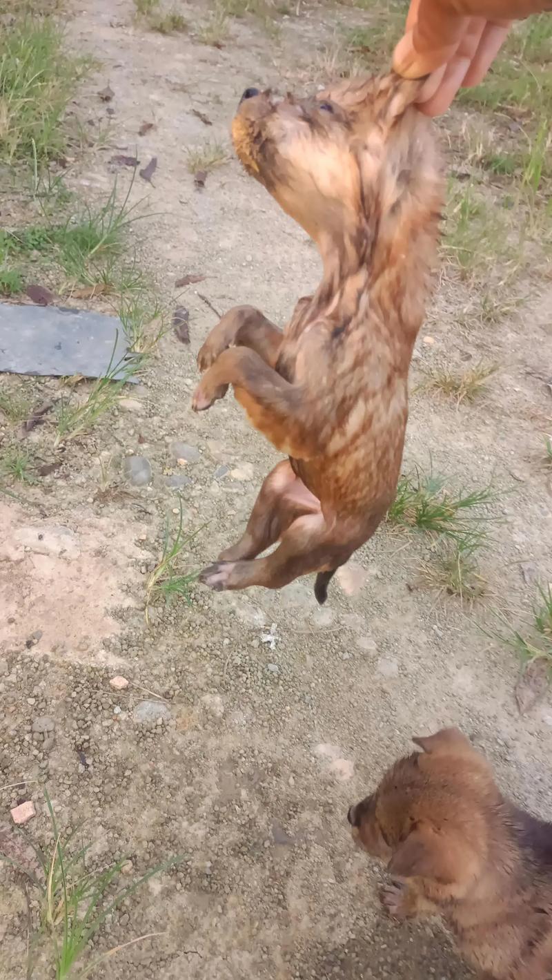 落水狗电影高清下载 - 经典犯罪动作片在线观看