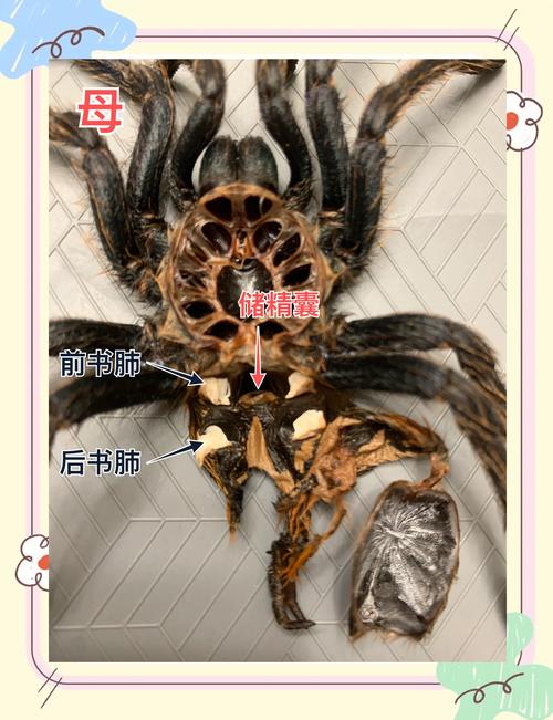 蜘蛛池与寄生虫:揭秘黑帽SEO两大“毒瘤”的核心差异