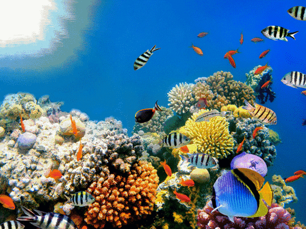 水族馆动态屏保下载,高清海底世界手机电脑桌面壁纸