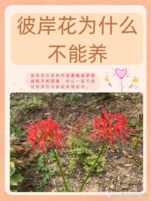 红白彼岸花开不见叶，迷信传说话禁忌