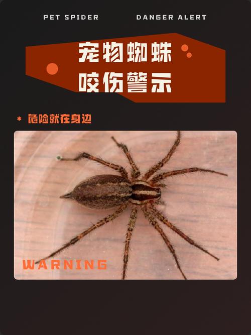 蜘蛛池对网站有伤害吗?揭秘黑帽SEO背后的风险与代价