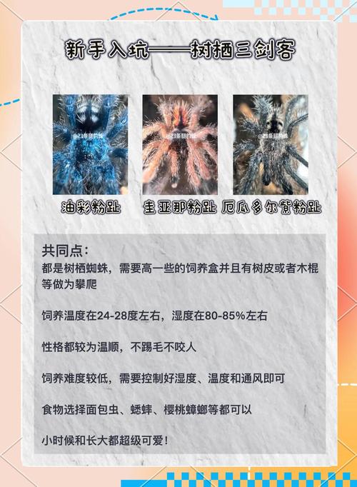 养蜘蛛池需要注意哪些?这几点没做好小心前功尽弃