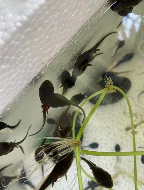 蜘蛛池小蝌蚪图片曝光:揭秘背后灰色产业链