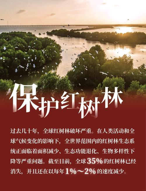 红树林为何不红?名字背后藏千年生态奥秘