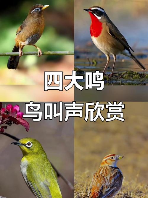 鸟叫声大全下载 - 高清鸟鸣音效免费获取
