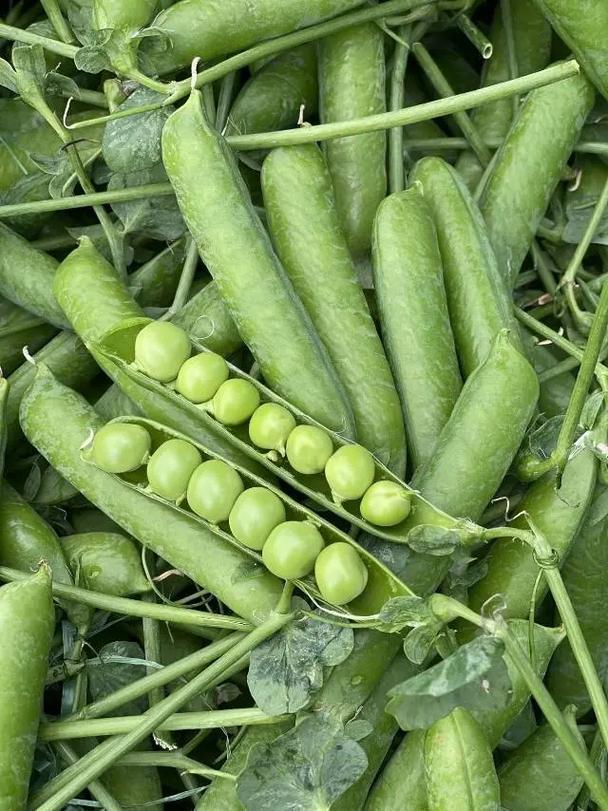 豌豆荚电脑版下载_豌豆荚官方免费下载安装2025最新版