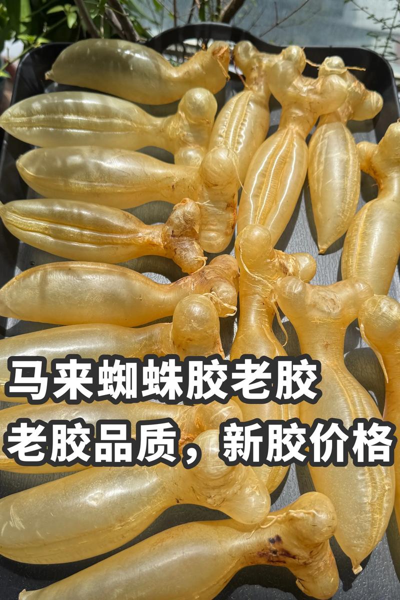 蜘蛛池价格乱象调查：月租低至几十元，高至数千元，背后暗藏哪些风险？