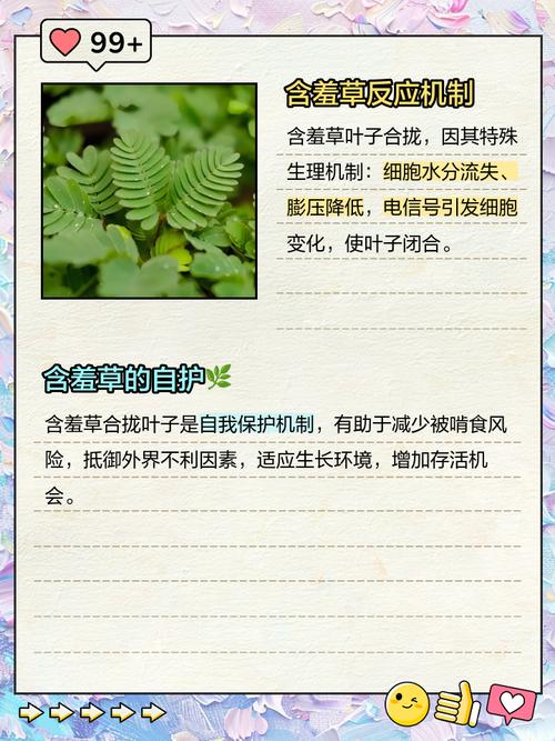 “含羞草”害羞之谜被破解:科学家揭示叶片合拢的奥秘
