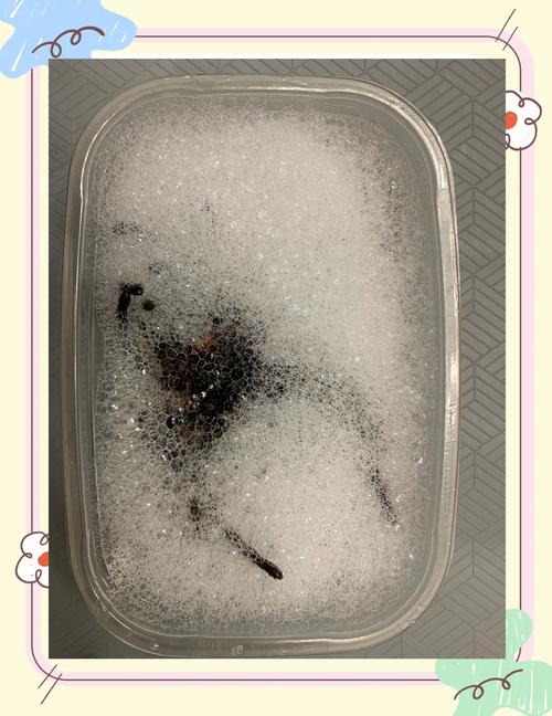 蜘蛛池与寄生虫程序:一字之差,背后竟是黑帽SEO的“双胞胎”陷阱?