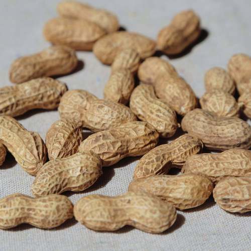花生壳下载 | 内网穿透工具官方客户端