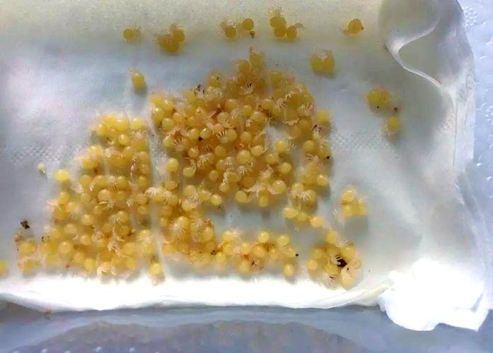 百度蜘蛛繁殖池疑似大规模泄露:SEO黑产链条再引关注