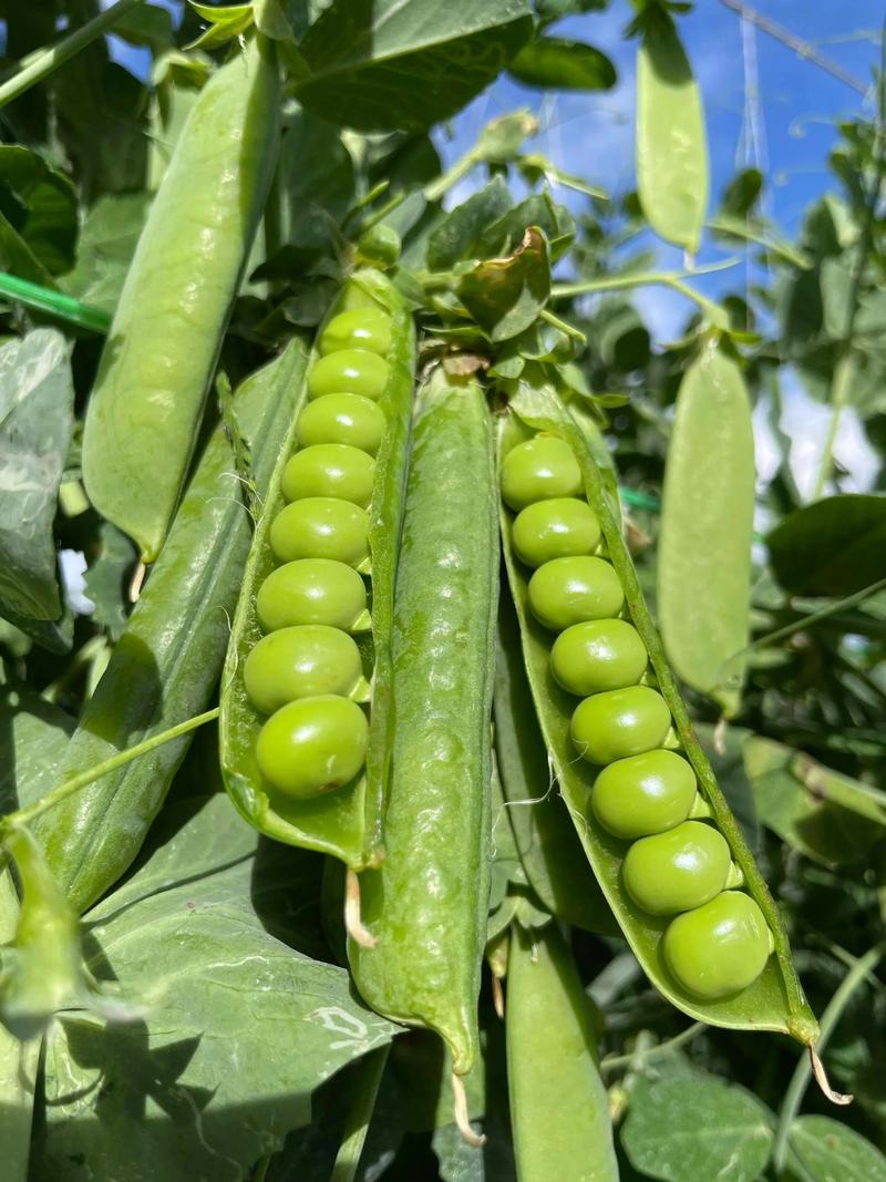 豌豆荚电脑版下载_豌豆荚官方免费下载安装2025最新版