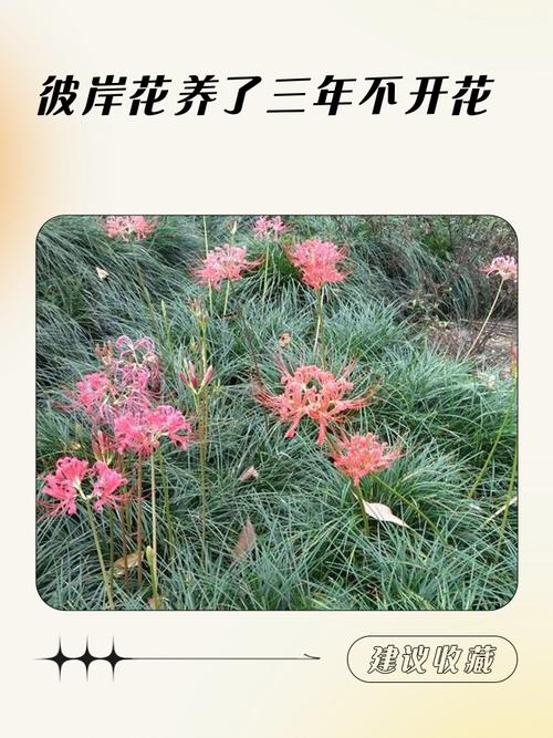 红白彼岸花开不见叶，迷信传说话禁忌