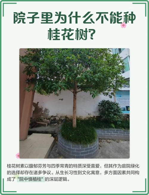 惊!家中栽种桂花树竟藏大隐患,专家紧急提醒速看