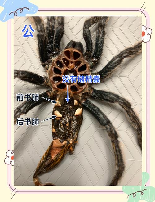 枫叶站群蜘蛛池：高效引蜘蛛助力网站快速收录新突破