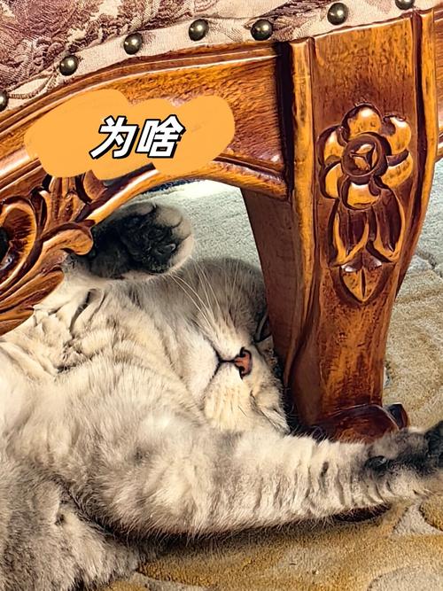 “为什么呢”走红网络，全民追问成新梗