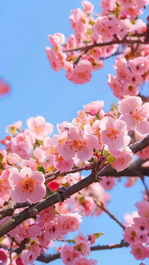 花开春暖下载-高清完整版免费获取