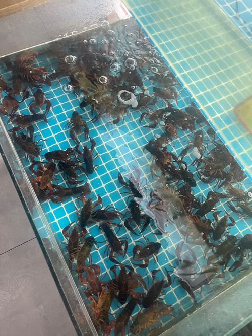 蜘蛛池千域联动：一条新闻标题背后的流量暗流