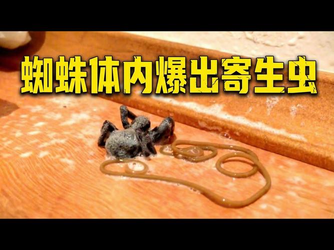 蜘蛛池寄生虫泛滥成灾?揭秘背后隐患与风险