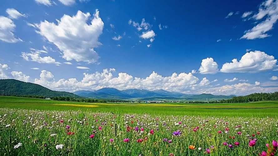 野花视频免费观看高清完整版下载入口