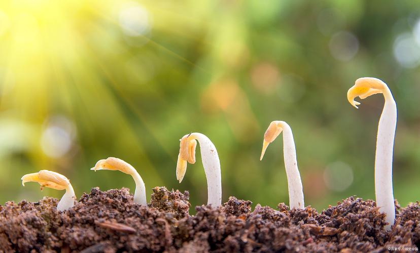 种子文件下载教程|磁力链接获取与使用指南