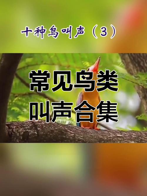鸟叫声大全下载 - 高清鸟鸣音效免费获取