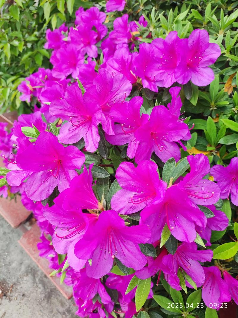 “花儿为什么这样红”科研新解:揭秘高原花卉色彩密码