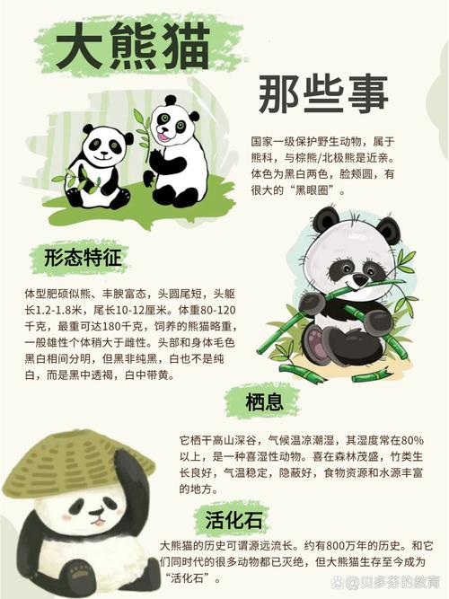 国宝熊猫:八百万年活化石,中国独有生态名片