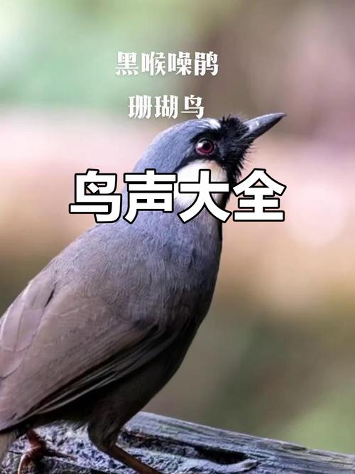 鸟叫声大全下载 - 高清鸟鸣音效免费获取