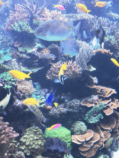 水族馆动态屏保下载,高清海底世界手机电脑桌面壁纸
