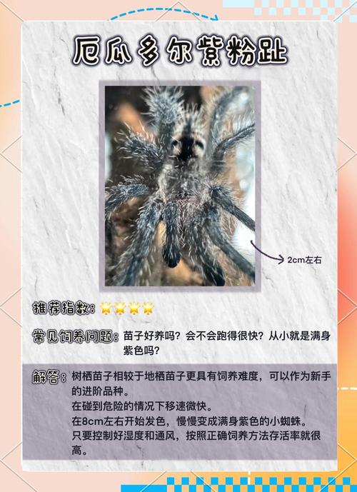 养蜘蛛池需要注意哪些?这几点没做好小心前功尽弃