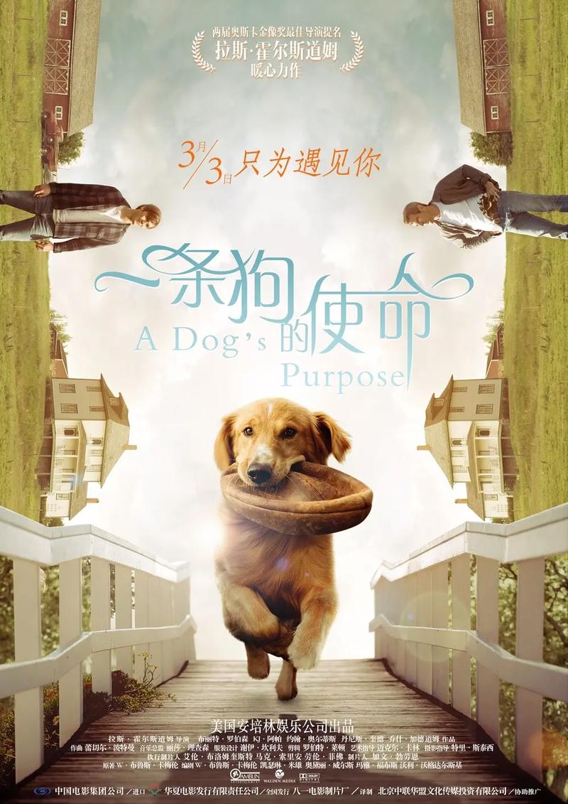一条狗的使命高清下载 | 感人宠物电影在线观看