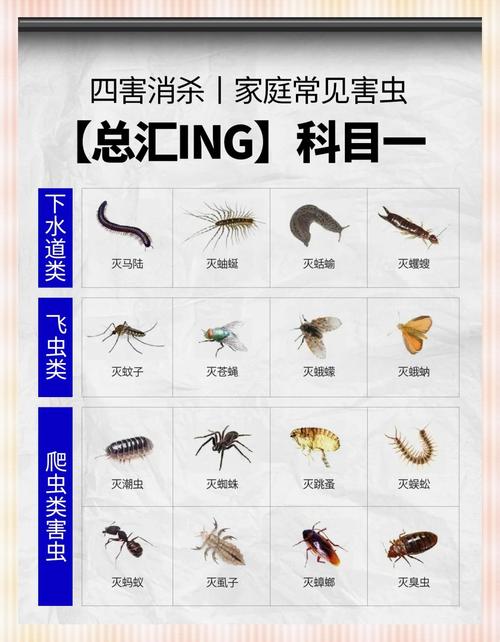 蜘蛛池寄生虫排名黑幕曝光:违规操纵搜索结果的灰色产业链调查