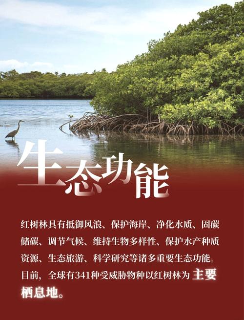 红树林为何不红?名字背后藏千年生态奥秘