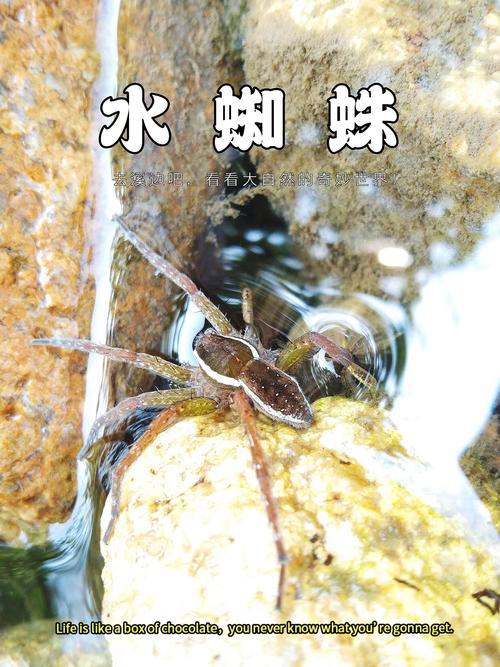 “超级蜘蛛池是真的吗?实测揭秘:号称秒引蜘蛛的灰色工具究竟是神器还是骗局”